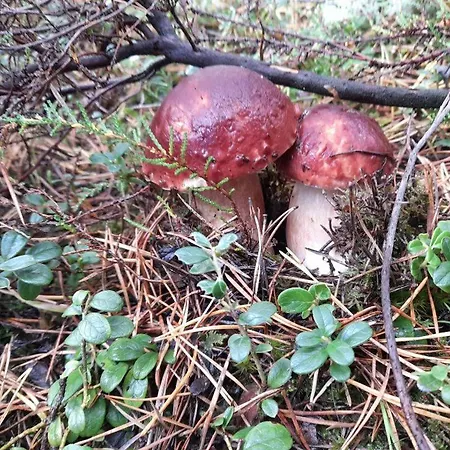 بيت للعطل Sosnowka - Nad Morzem كوبالينو