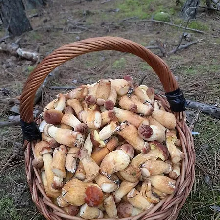 Sosnowka - Nad Morzem * كوبالينو