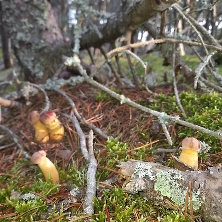 Sosnowka - Nad Morzem بيت للعطل