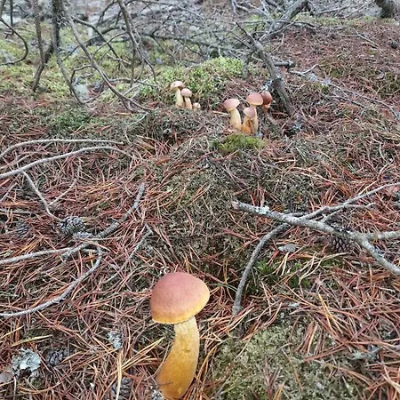 بيت للعطل Sosnowka - Nad Morzem