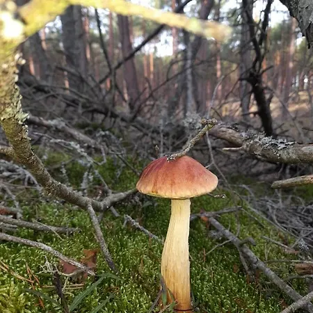 Prázdninový dům Sosnowka - Nad Morzem *
