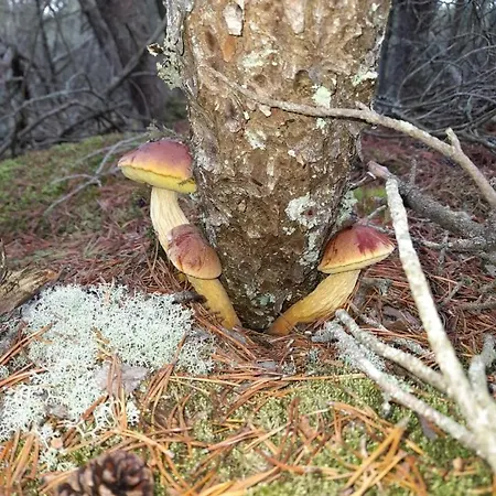 Sosnowka - Nad Morzem بيت للعطل كوبالينو