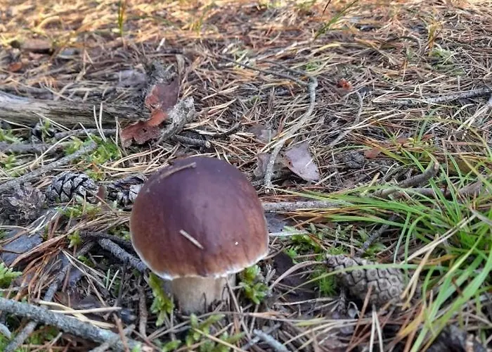 Sosnowka - Nad Morzem * 科帕利诺