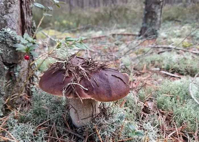 Sosnowka - Nad Morzem