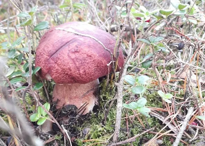 Sosnowka - Nad Morzem 度假居 *