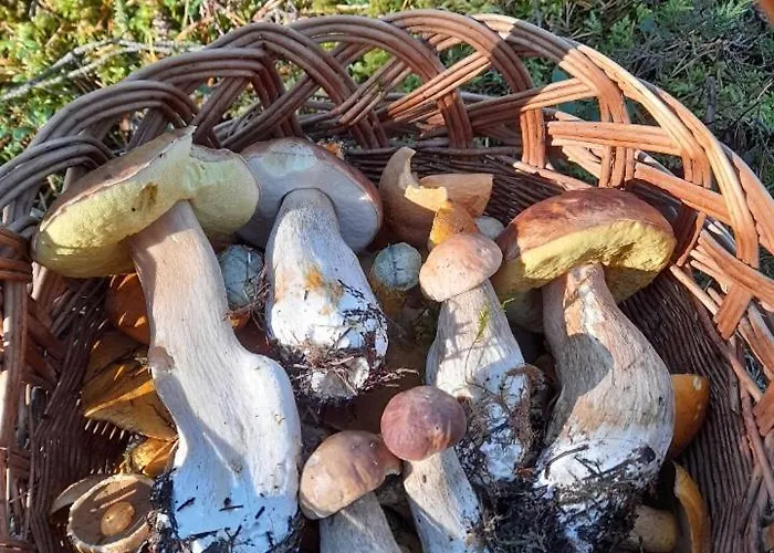 度假居 Sosnowka - Nad Morzem *