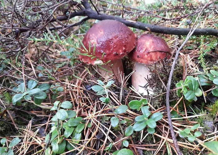 度假居 Sosnowka - Nad Morzem 科帕利诺