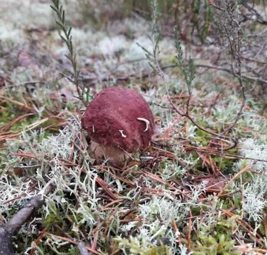 Sosnowka - Nad Morzem *