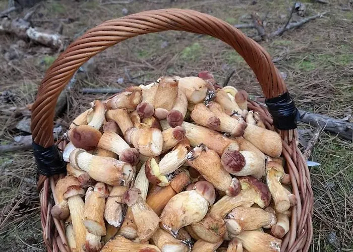 Sosnowka - Nad Morzem * 科帕利诺