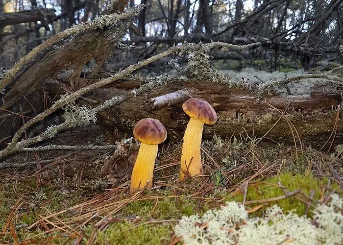 Sosnowka - Nad Morzem