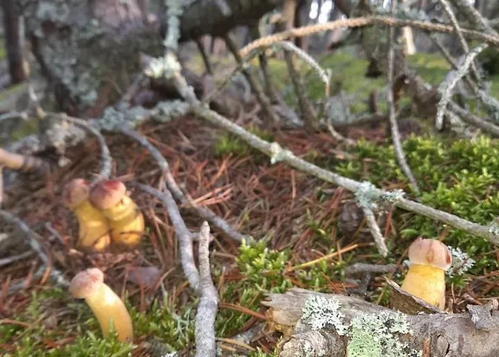 Sosnowka - Nad Morzem 度假居