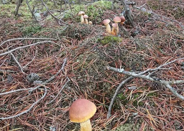 度假居 Sosnowka - Nad Morzem