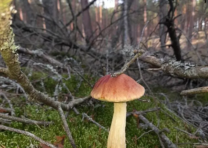 度假居 Sosnowka - Nad Morzem *