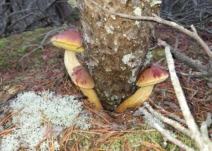 Sosnowka - Nad Morzem 度假居 科帕利诺